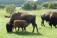 Bizoní farma